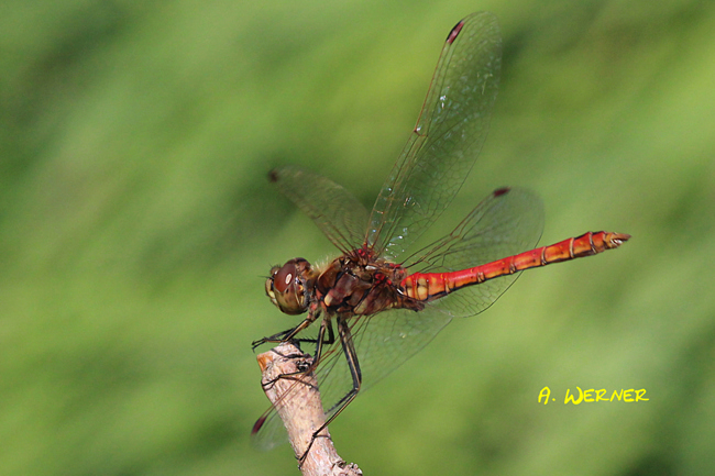 Sympetrum vulgatum ♂, D05 Blankenheim Fuldaaue (gestaltetes Seitengerinne), 03.09.11-3, A. Werner