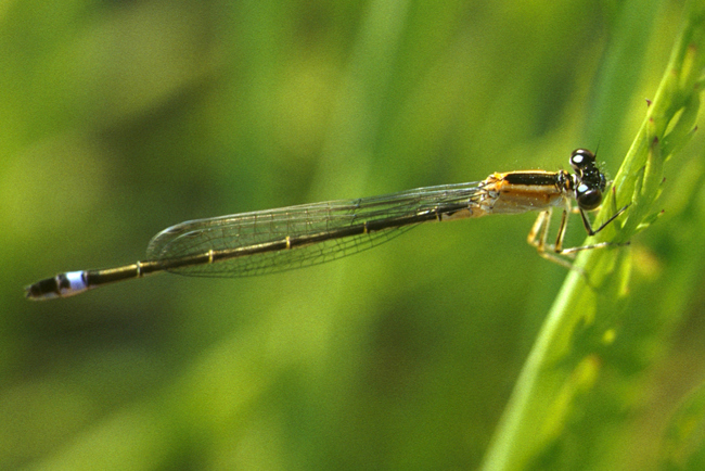 Ischnura elegans ♀ orange, T02 Harnrode, Kleingewässer in der Werraaue, 22.06.1993, M. Lesch