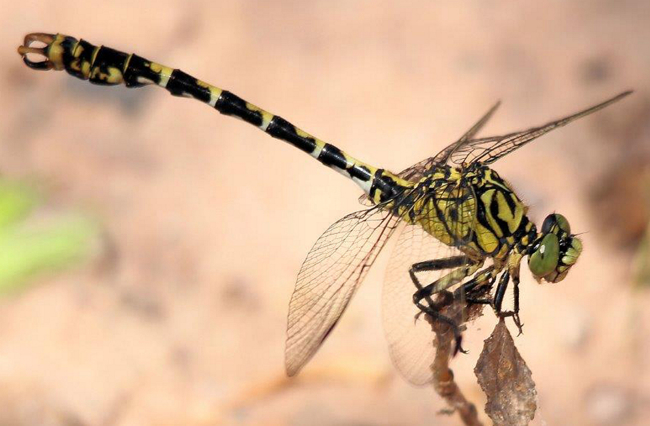 Onychogomphus forcipatus ♂, D07 Breitenbach ehemal. Kiesgruben Berkwiese, 22.07.13, H. Schreier