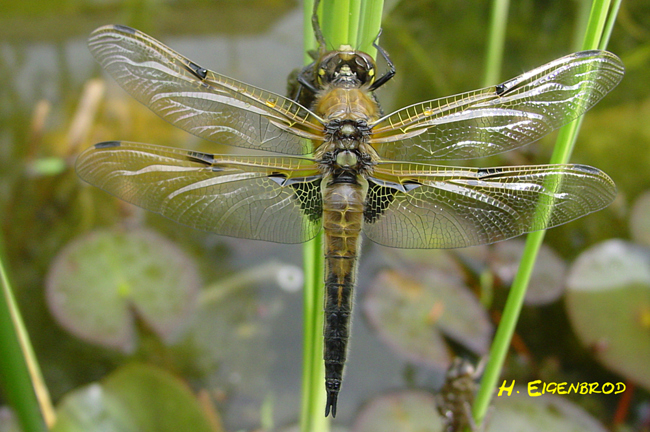 Libellula quadrimaculata ♂, gerade geschlüpft I05 Bad Hersfeld Gartenteich, 31.05.04, H. Eigenbrod