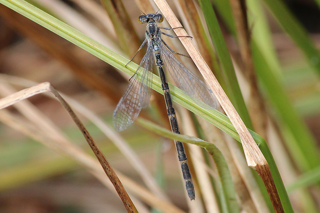 Enallagma cyathigerum ♀, D18 Weiterode Rallenteich im Nausisgrund, 02.09.11, A. Werner