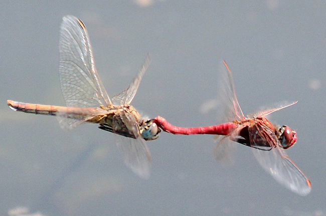 Sympetrum fonscolombii Paar, D10 NSG Alte Fulda bei Blankenheim, 25.07.12-1, A. Werner