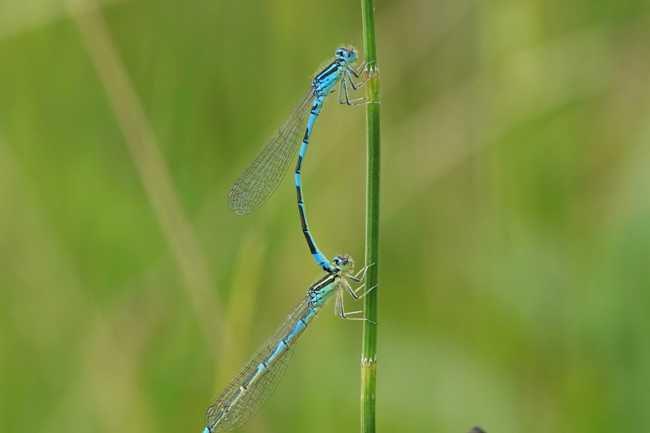 Coenagrion scitulum, Paar, F06 Meckbach, Fuldasumpfwiesen, 11.06.22, A. Werner (2)