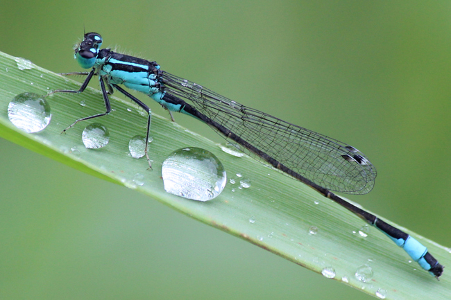 Ischnura elegans ♂, D07 Breitenbach, Berkwiese (ehemaliger Kiesabbau), 02.07.12, A. Werner