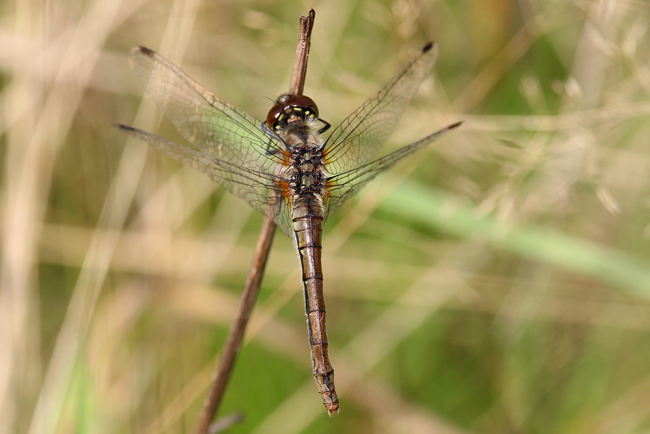Sympetrum danae ♀ad., D08 Breitenbach, Der Heilige Rain, 16.09.14, A. Werner