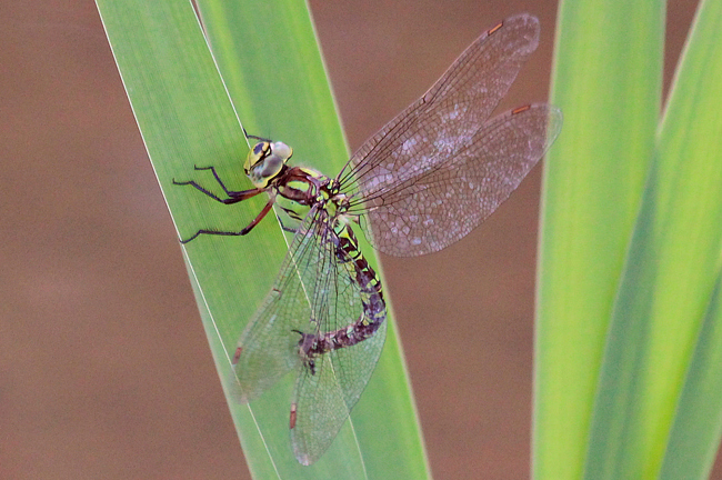 Aeshna cyanea ♀, Eiablage, D02 Bebra, Fuldaaue (gestaltete Kleingewässer), 28.08.12, A. Werner