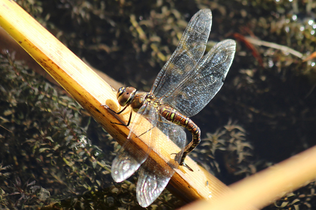 Aeshna mixta ♀ Eiablage, D03 Bebra, Großer Kiessee, 30.09.12, A. Werner