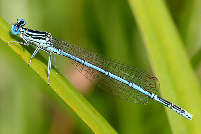 Platycnemis pennipes ♂, F07 Meckbach, Finstertal, (Fischteiche), 21.08.13, A. Werner