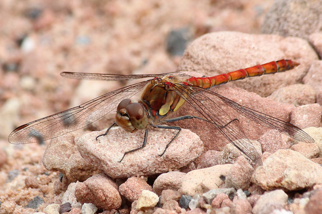 Sympetrum striolatum ♂, D02 Bebra, Fuldaaue (gestaltaltete Kleingewässer), 23.08.13, A. Werner