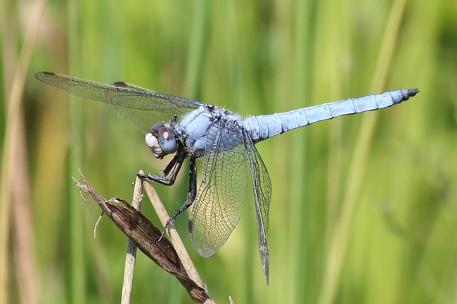 Orthetrum brunneum ♂, F05 Meckbach, Die Nassen Wiesen (gestaltetes Kleingewässer), 22.07.13, A. Werner