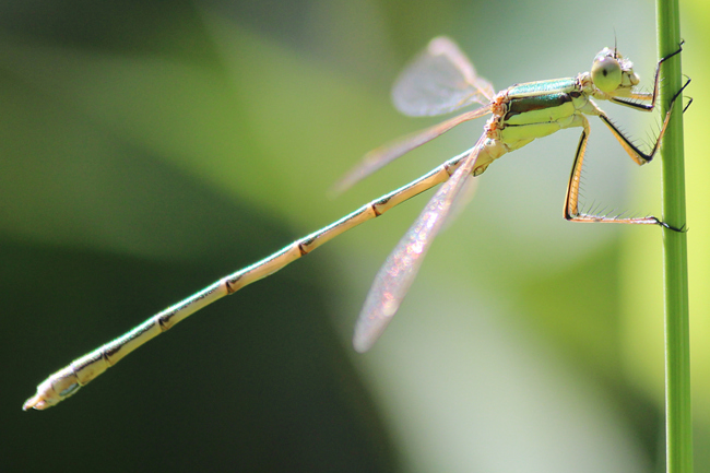 Lestes barbarus ♀, A06 Hergershausen, (gestaltetes Kleingewässer in ehemaliger Tongrube), 23.07.12, A. Werner