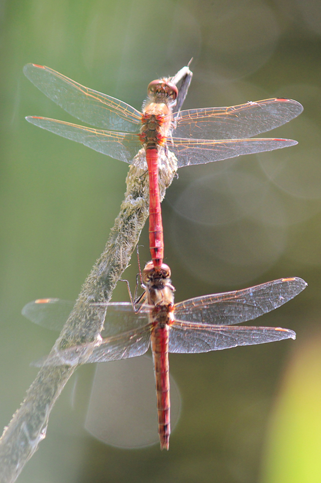 Sympetrum vulgatum Paar, D13 NSG Ulfewiesen bei Weiterode, (gestalteter Weiher) 19.08.12, A. Werner
