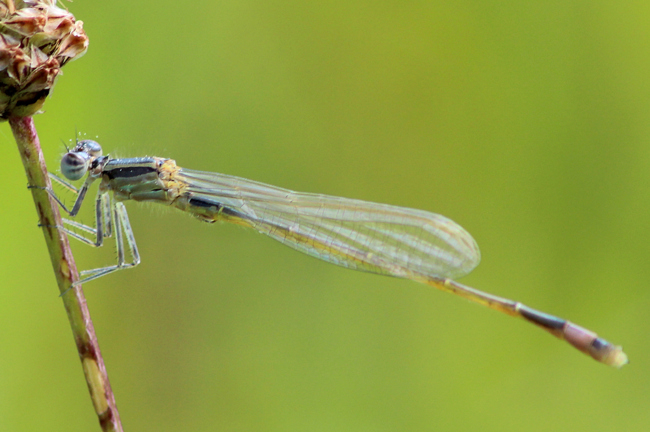 Ischnura elegans ♂ jung., D05 Blankenheim, Fuldaaue (Seitengerinne), 02.08.11, A. Werner