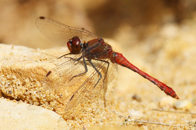 Sympetrum sanguineum ♂, D08 Breitenbach, Der Heilige Rain (Kleingewässer, ehemaliger Sandabbau), 27.09.14, A. Werner