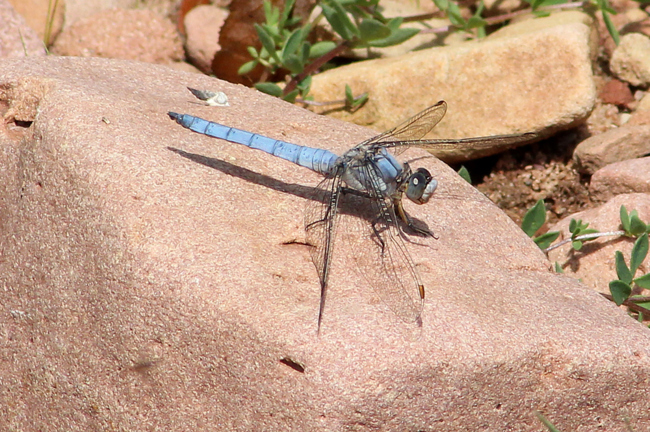 Orthetrum brunneum ♂, D05 Blankenheim, Fuldaaue (Fulda-Seitengerinne), 02.08.11, A. Werner
