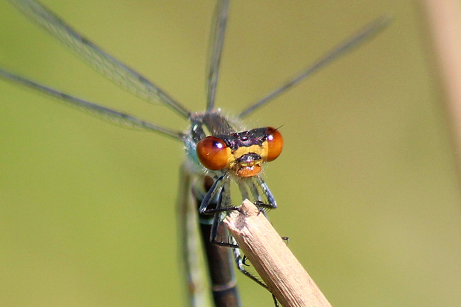 Erythromma viridulum ♂, D10 NSG Alte Fulda bei Blankenheim, 28.06.12, A. Werner