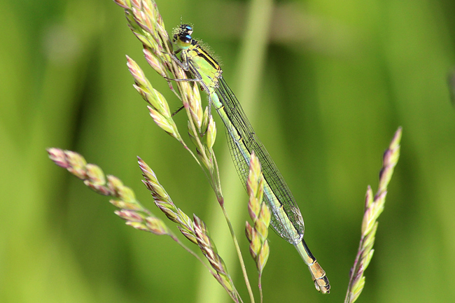 Ischnura elegans ♀ mattgrün, D10 NSG Alte Fulda bei Blankenheim, 27.05.12, A. Werner