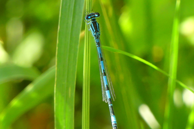 Coenagrion mercuriale ♂, D14 NSG "Unterm Siegel bei Bebra", 14.07.26, A. Werner (1)