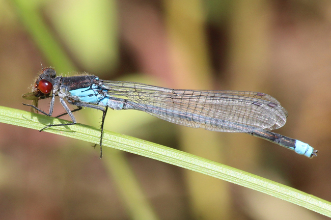 Erythromma najas ♂ mit Insekt, D10 NSG Alte Fulda bei Blankenheim, 28.06.12, A. Werner