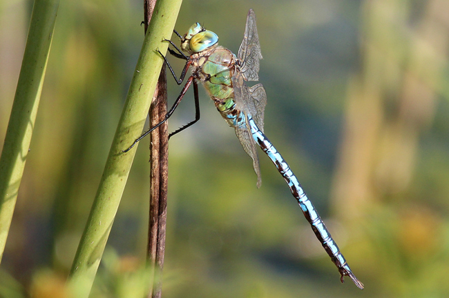 Anax imperator ♂, D03 Bebra, Großer Kiessee, 04.09.12, A. Werner