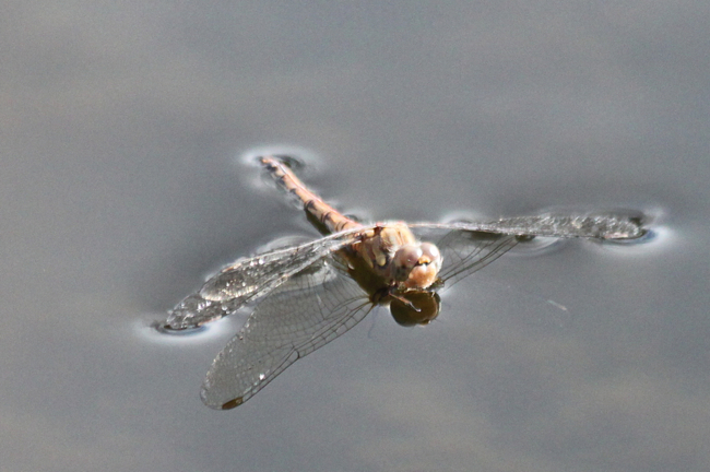 Sympetrum striolatum ♀ nach Eiablage, D13 NSG Ulfewiesen bei Weiterode (Weiher), 13.11.13-1, A. Werner