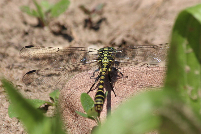 Onychogomphus forcipatus ♂, D10 NSG Alte Fulda bei Blankenheim, 07.07.13 1, A. Werner