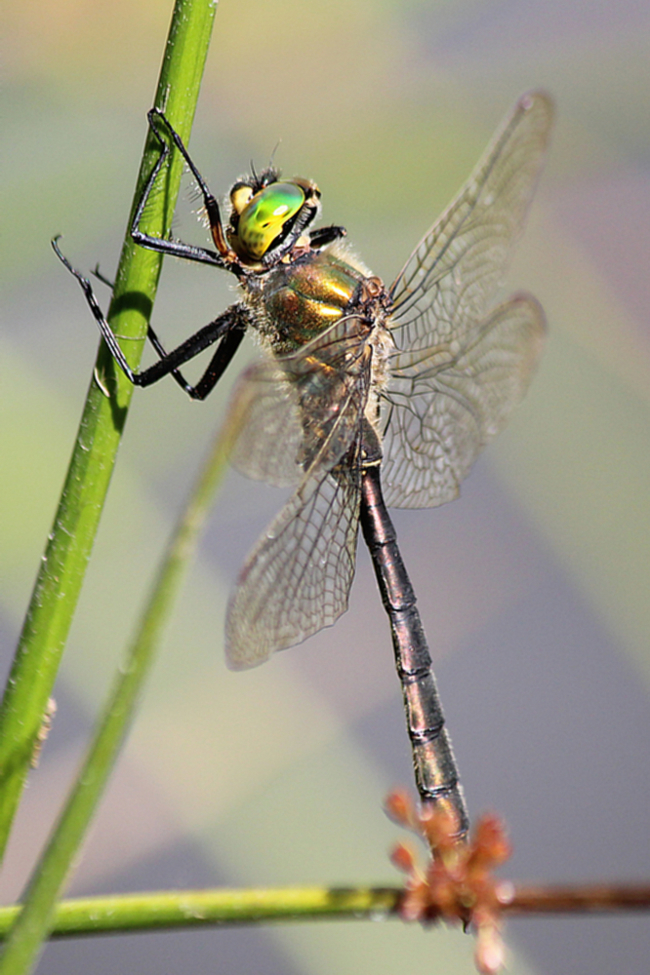 Somatochlora metallica ♂ , D21 Lüdersdorf, Lehmbachtal (Fischteiche), 03.08.13, A. Werner