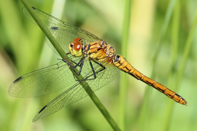 Sympetrum sanguineum ♀, jung, D21 Lüdersdorf, Lehmbachtal (Fischteiche), 22.07.12, A. Werner