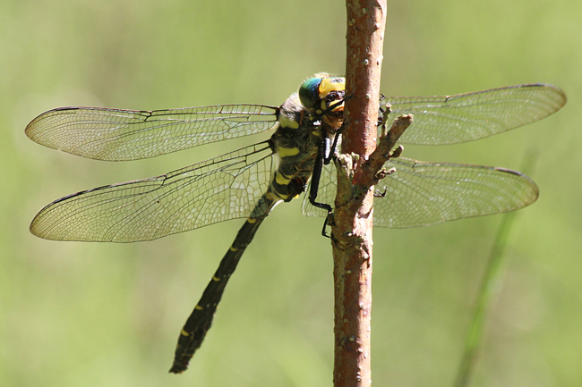 Cordulegaster boltonii ♂, D21 Lüdersdorf, Lehmbachtal (Fischteiche), 02.08.13-2, A. Werner (1) (1) (1)
