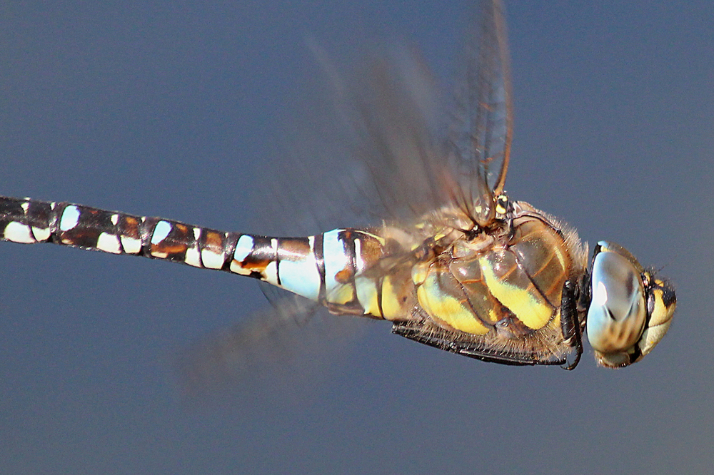 Aeshna mixta im Flug, B06 NSG Im Sand bei Rotenburg, 14.09.12, A. Werner