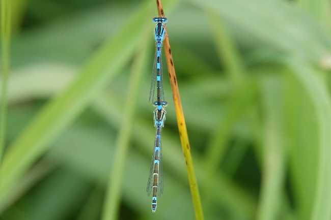 Coenagrion situlum, Paar, F06 Meckbach, Fuldasumpfwiesen, 11.06.22, A. Werner