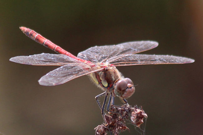 Sympetrum striolatum ♂, D02 Bebra, Fuldaaue (gestaltete Kleingewässer), 20.08.12, A. Werner