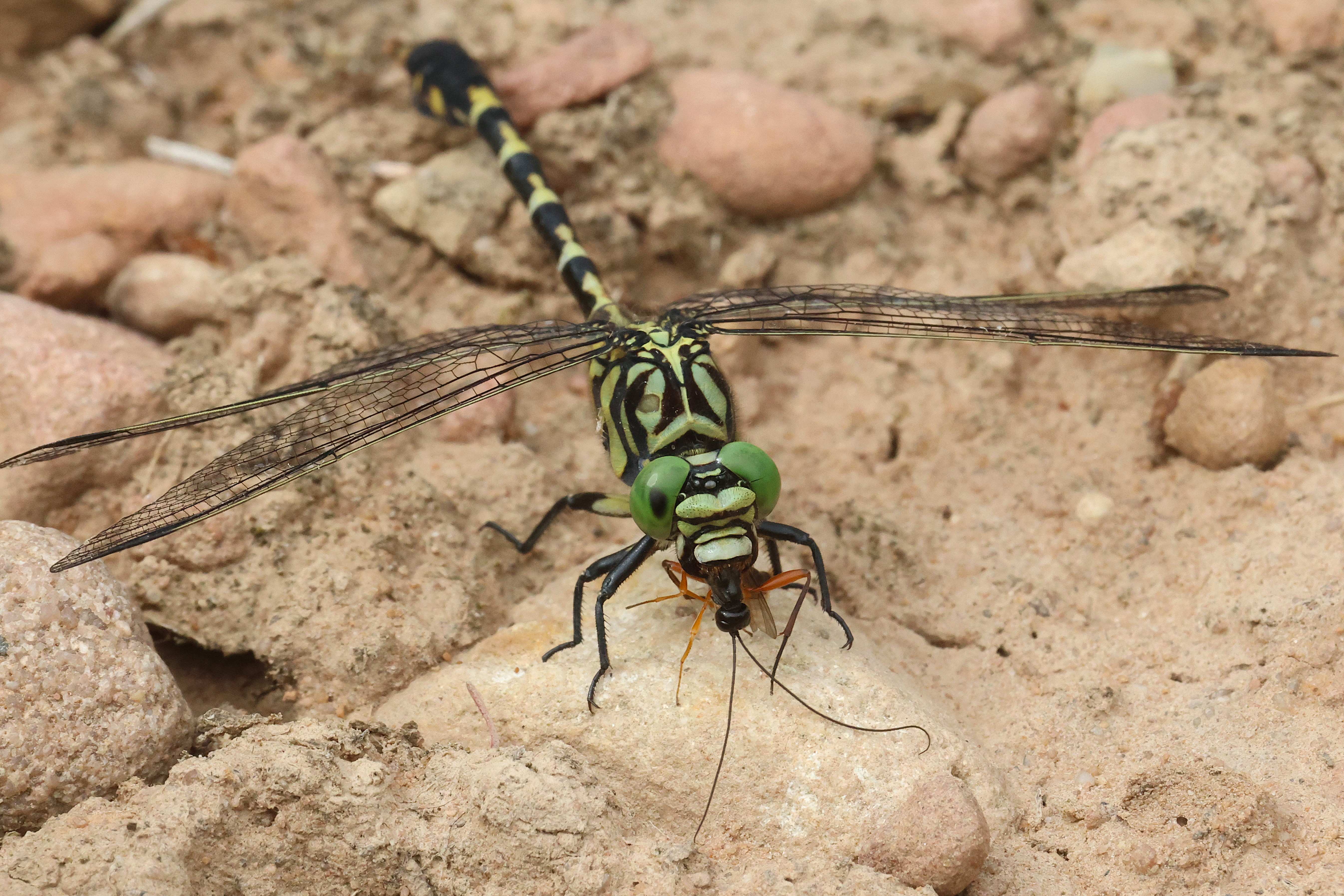 Onychogomphus Forcipatus ♂, D03 Bebra, Großer Kiessee, 23.07.26, A. Werner
