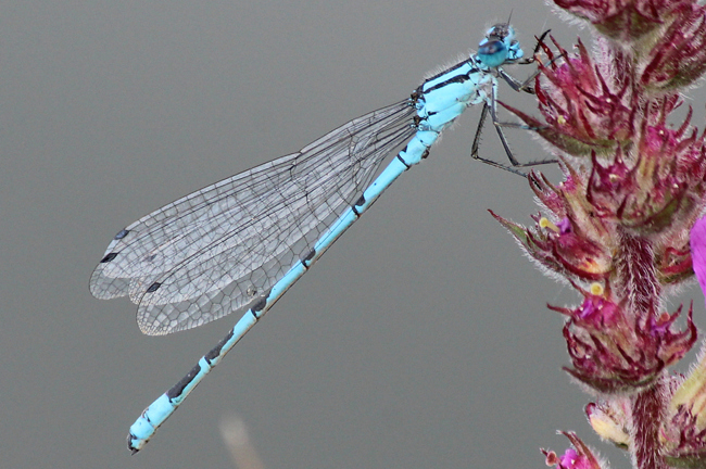 Enallagma cyathigerum ♂, D03.1 Bebra, Kiesgruben Nr. 1, 12.08.13, A. Werner