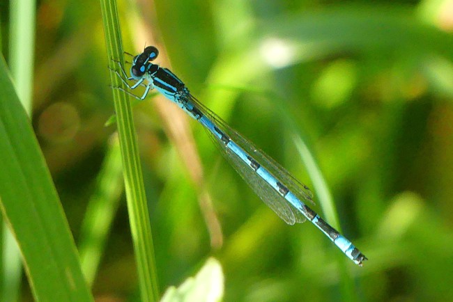 Coenagrion mercuriale ♂, D14 NSG "Unterm Siegel bei Bebra", 14.07.26, A. Werner