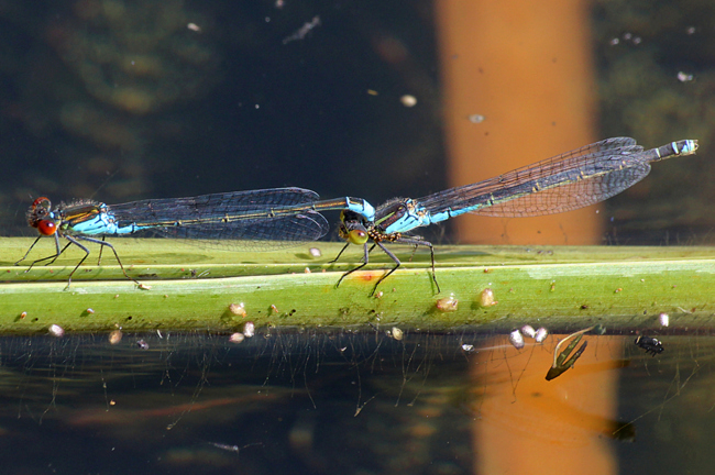 Erythromma viridulum, Paar, ♀ mit Milbenbefall, D13 NSG Ulfewiesen (gestal. Weiher), 18.07.12, A. Werner