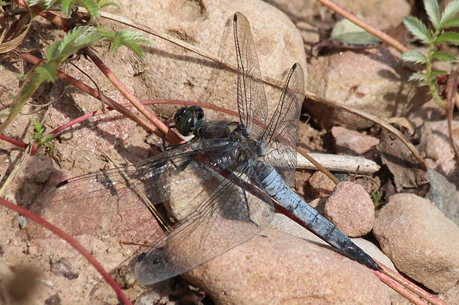 Orthetrum cancellatum ♂, D03.1 Bebra, Kiesgruben Nr. 3 (neuer Kiesabbau), 27.08.13, A. Werner