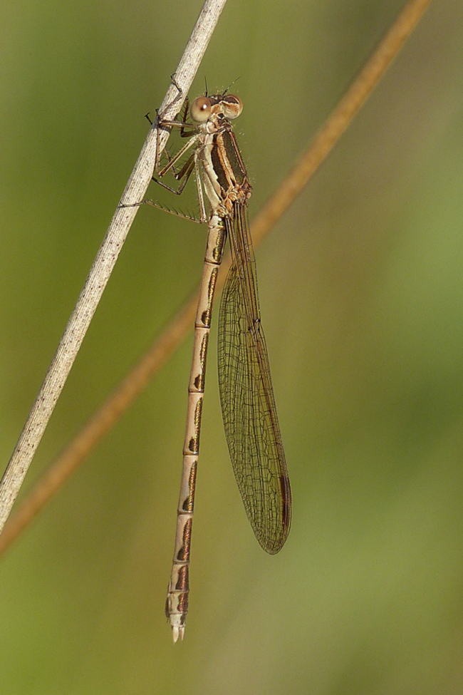 Sympecma fusca ♀ jung, H01 Friedewald, Steinbruchgewässer, 21.08.2014, G. Koska
