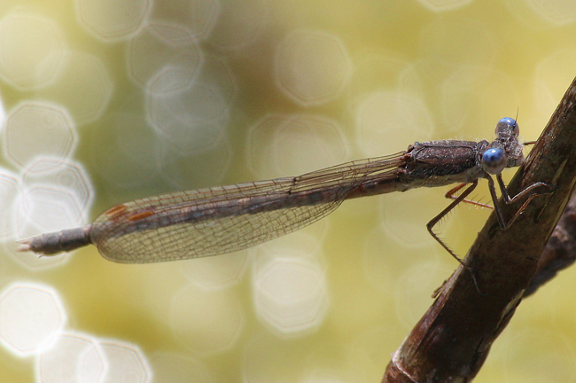 Sympecma fusca ♀ ad., D10 NSG Alte Fulda Bei Blankenheim (Flutmulde), 02.06.12, A. Werner (1) (1) (1)