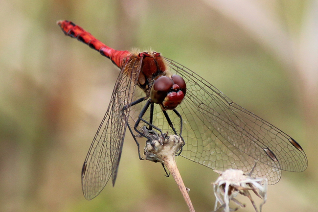 Sympetrum sanguineum ♂, D02 Bebra, Fuldaaue (gestaltete Kleingewässer), 10.08.12, A. Werner