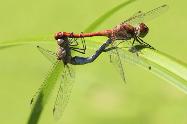 Sympetrum striolatum Paar, D20 Gilfershausen, Ober Mühle (Teiche), 06.09.13, A. Werner