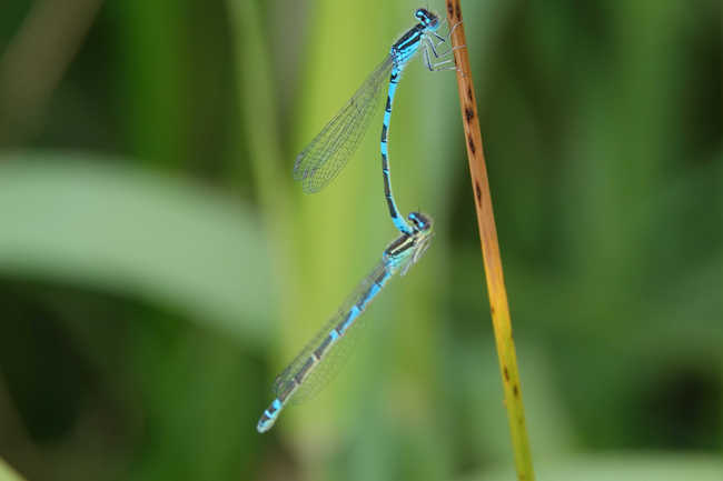 Coenagrion scitulum, Paar, F06 Meckbach, Fuldasumpfwiesen, 11.06.22, A. Werner (1)