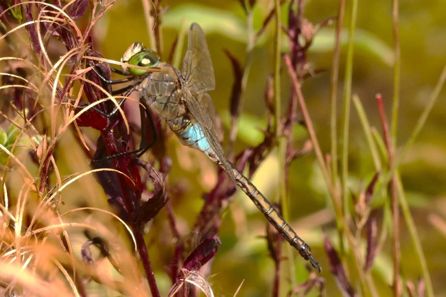 Anax Parthenope ♂, I24 Bad Hersfeld, 15.07.25 H. Eigenbrod