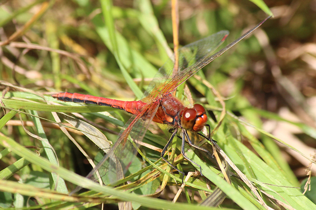 Sympetrum flaveolum ♂, D21 Lüdersdorf, Lehmbachtal (Fischteiche), 27.08.13-4, A. Werner