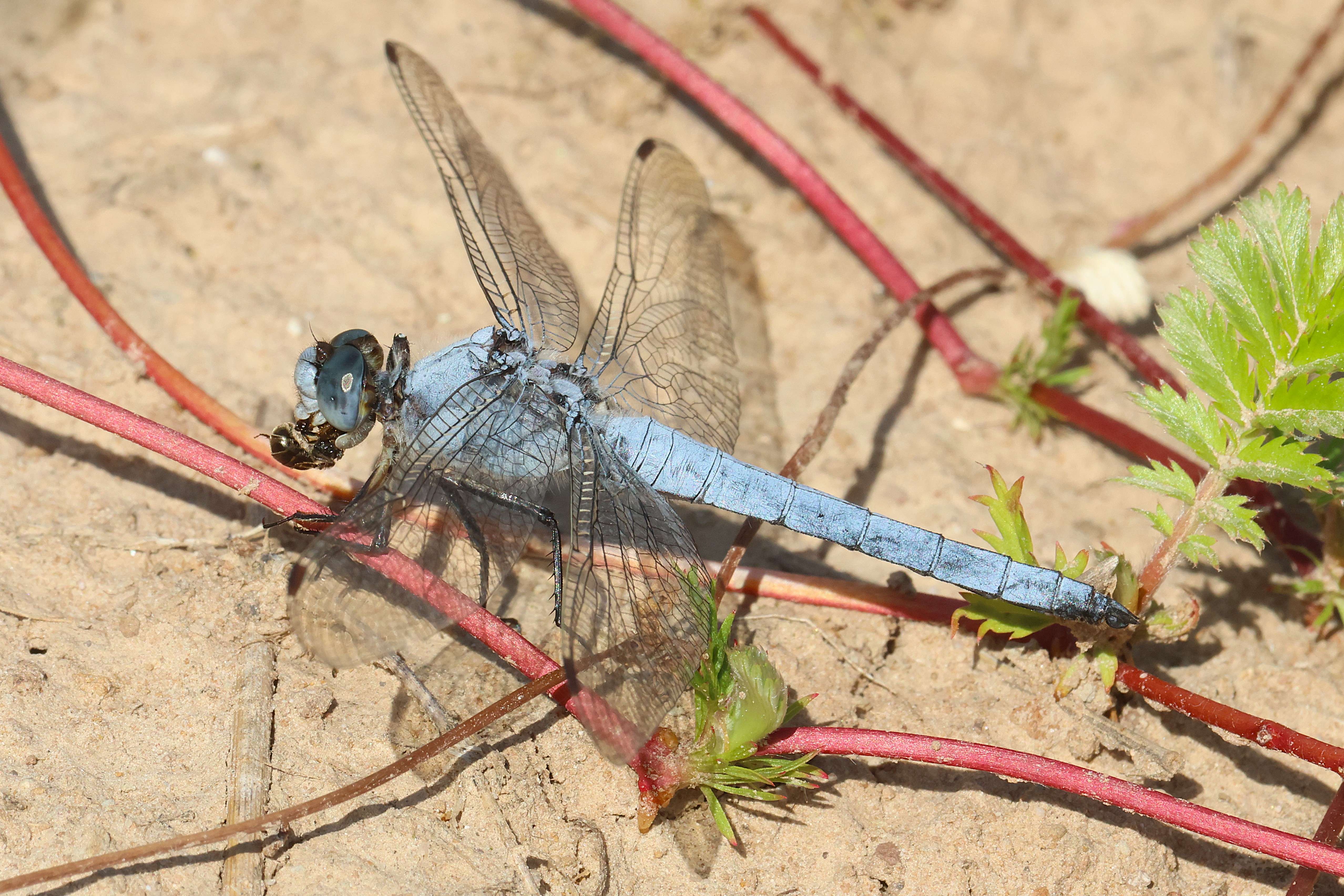 Orthetrum Brunneum♂, D02 Bebra, Fuldaaue, Kleingewässer, 23.07.26, A. Werner