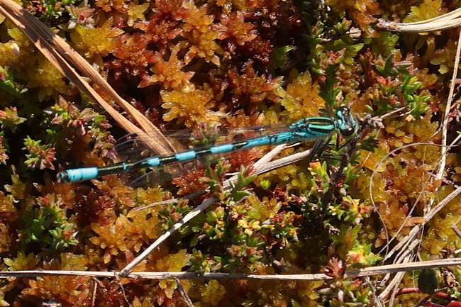 Coenagrion Hastulatum ♂, Schwarzes Moor (Rhön), 08.06.26, A.Werner