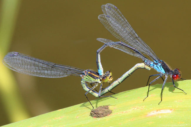 Erythromma najas Paar, D10 NSG Alte Fulda bei Blankenheim, 07.07.12, A. Werner
