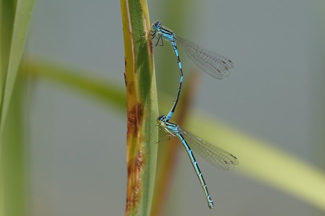 Coenagrion scitulum, Paar, F06 Meckbach, Fuldasumpfwiesen, 11.06.22, A. Werner